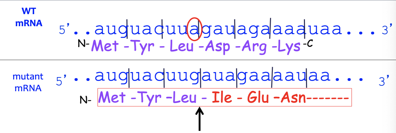 <p>what type of mutation?</p>