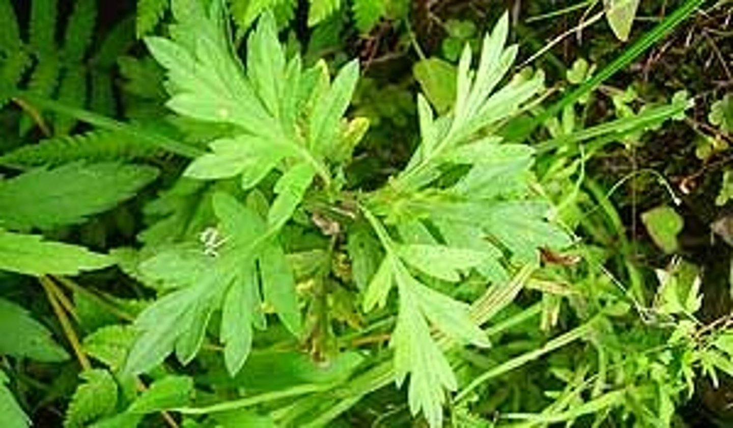 <p>Mugwort</p><p>Part Used: Root, dried branch tips</p><p>Actions: bitter*, nervine; carminative, emmenagogue</p><p>Indications: Poor digestion (hypochlorhydria, dyspepsia, biliary insuff, dyskinesia, anorexia, atonic constipation; gas); depression</p><p>SE:</p><p>CI: GERD, active peptic ulcer, gastritis, biliary obstruction; acute cholelithiasis, diarrhea; pregnancy;</p><p>antagonistic effect with PPIs; potentiates hypoglycemic drugs</p><p>"He grew up to be a VULGAR ARTist! He's bitter, has a weak stomach, and is full of shit (constipation)."</p>