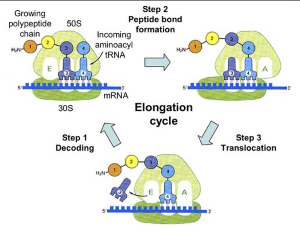 - A site: charged tRNA entry site
- P site: peptidyl site
- E site: uncharged tRNA exit site
- tRNA binds at A site and peptide bond between amino acid in P and A site
