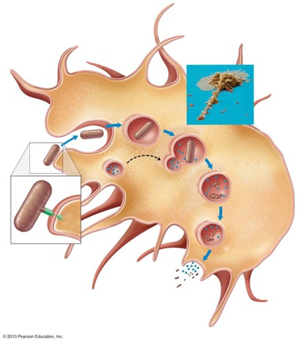 <p>Ingestion and destruction of foreign material by cells such as Neutrophils, Eosinophils, Dendritic cells and especially Macrophages</p>
