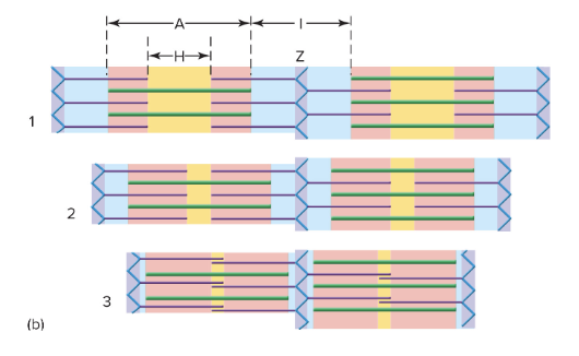 <ul><li><p>shortening of sarcomeres via sliding of thin filaments (actin) towards m-lines</p><ul><li><p>thick and thin filament lengths are constant but overlap incrases</p></li><li><p>a-bands maintain their length</p></li><li><p>i-bands and h-zones narrow</p></li></ul></li></ul><p>→shortening of myofibrils → shortening of muscle cell → muscle contraction</p>
