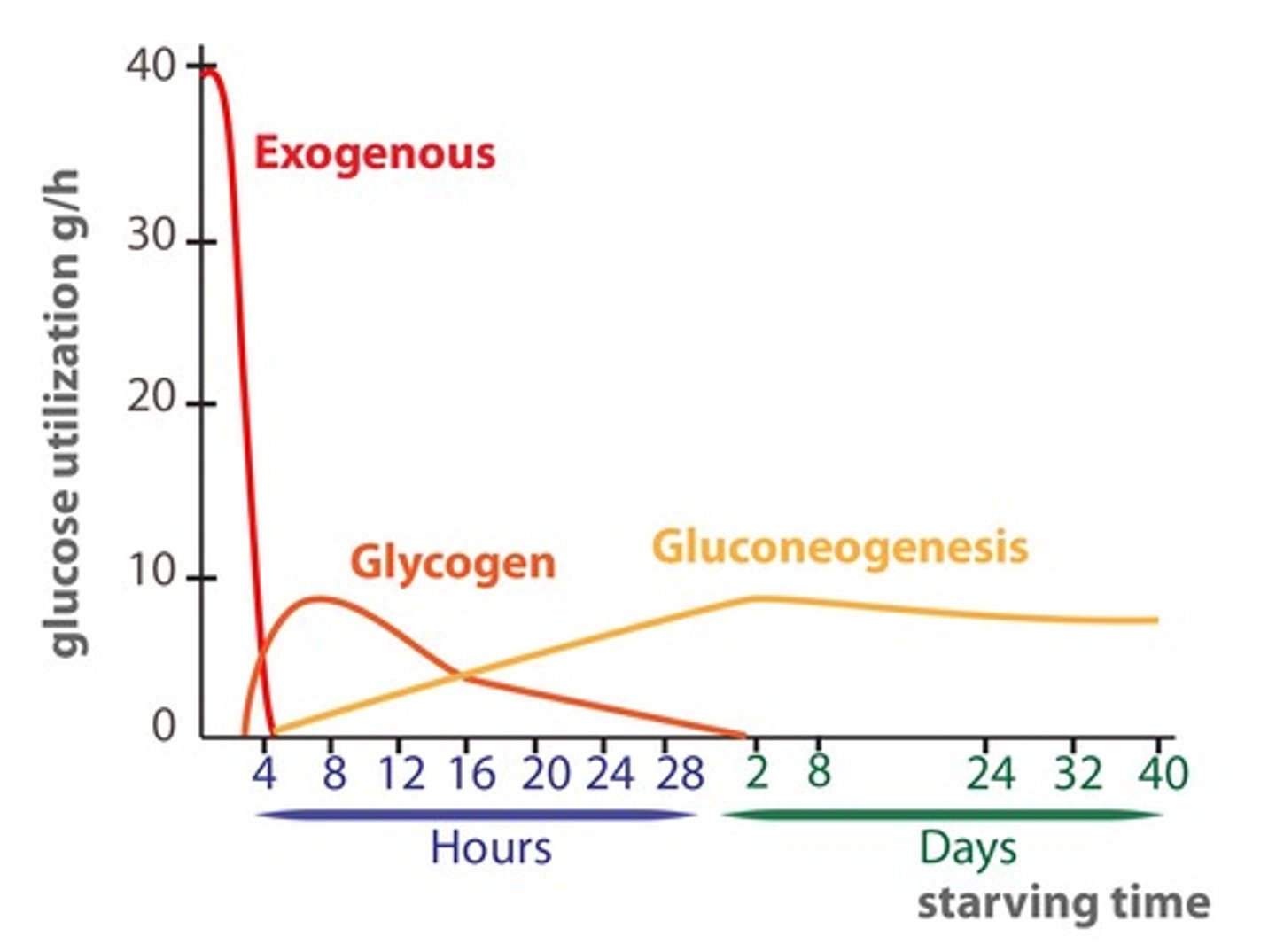 <p>(D) glycogenolysis, gluconeogenesis</p><p>When you first start fasting, your body will primarily rely upon glycogenolysis, but after about 10-18 hours your body switches to primarily utilizing gluconeogenesis.</p>