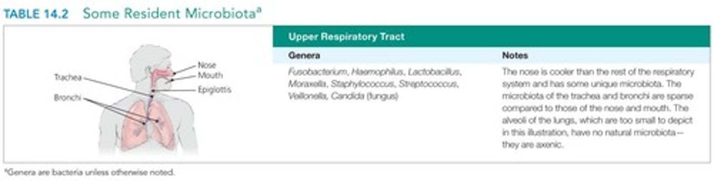 <p>Microbiota that are a part of the normal microbiota and remain in the body throughout life.</p>