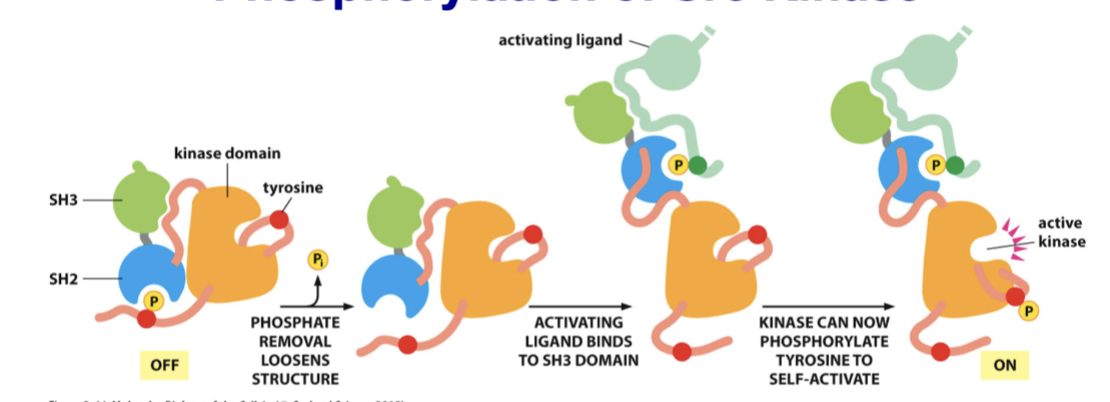 <p>part of a virus that causes cancer in chickens; the viral gene is a copy of the human gene that lacks the c-terminal inhibitory tyrosine</p><p>During phosphorylation, the phosphate removal loosens the structure, the activating ligand binds to the SH3 domain, and the enzyme can now phosphorylate tyrosine to self-activate </p>