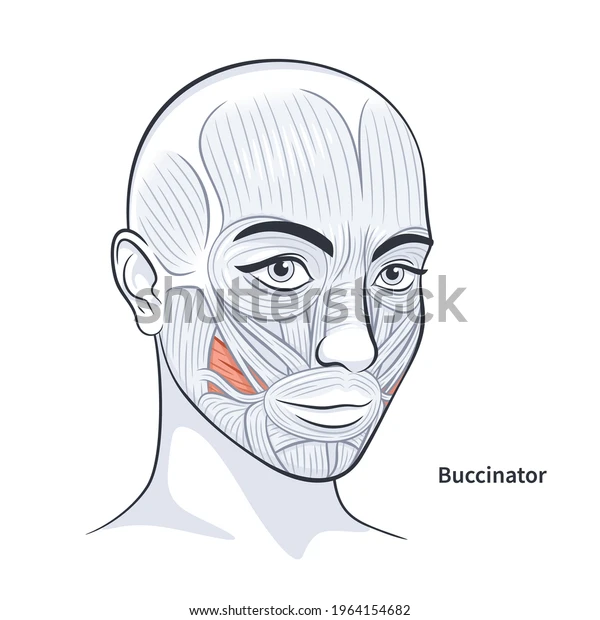 <p><span>Compresses cheeks (whistling, sucking, blowing).</span></p>