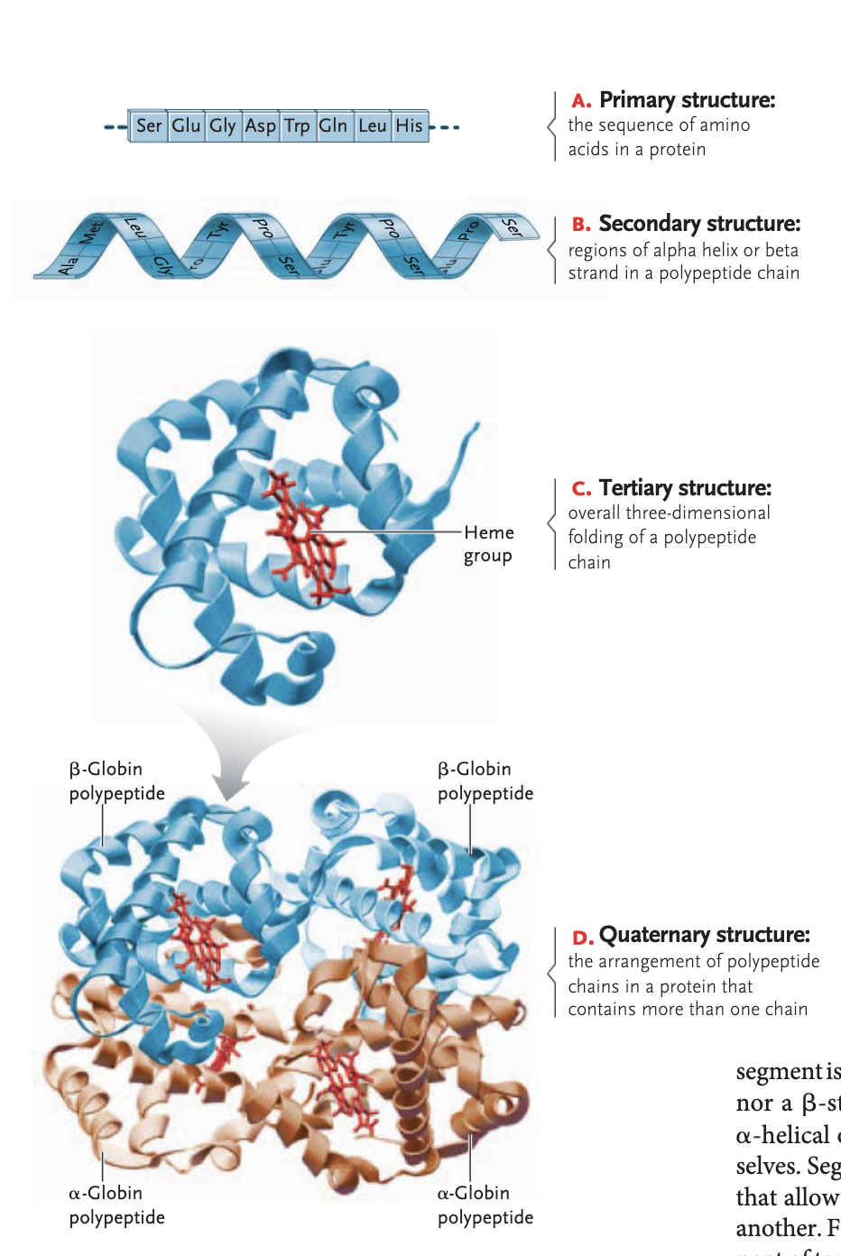 <p>overall 3D folding of a polypeptide chain —> attraction between ± and polar/non-polar side groups</p><ul><li><p>stablized through hydrophobi interactions, van der waals interactions, ionic bonds, hydrogen bonds, and <strong>disulfide bridges</strong></p></li></ul><p></p>