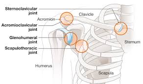 <p>movement of acromioclavicular joint</p>