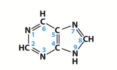 <p>Adenine (A) and Guanine (G); <strong>two-carbon nitrogen ring bases</strong>.</p>
