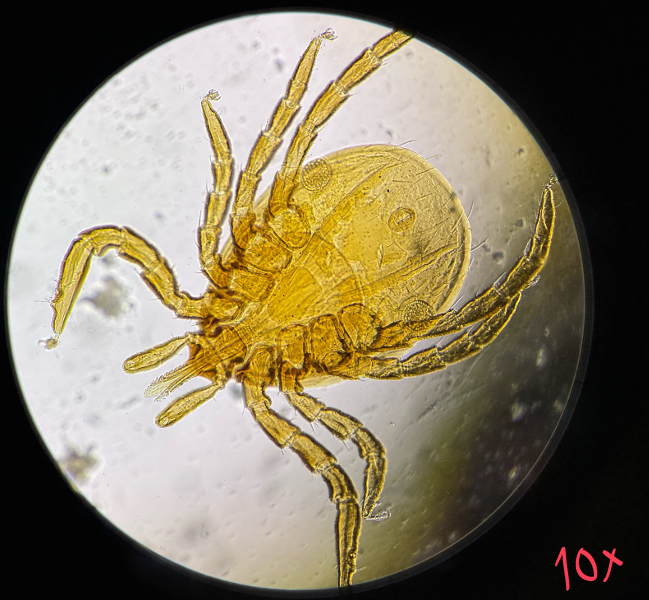 <p>Identify</p>
