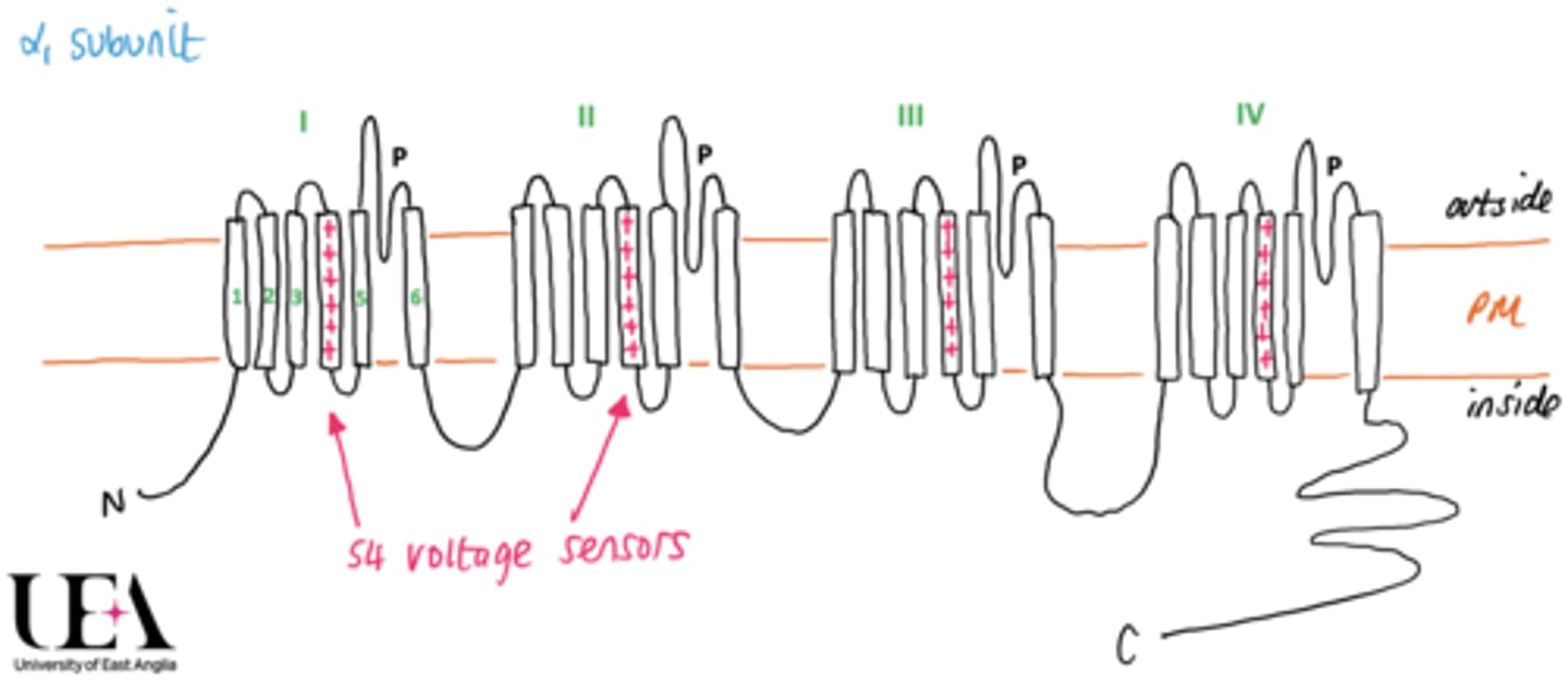 <p>Same as Ca2+ channel</p><p>- 4 repeating subunits with each containing 6 transmembrane domains.</p><p>- 4th transmembrane domain acts as a voltage sensor.</p><p>- Each transmembrane domain is connected across all repeating subunits.</p><p>- Contains a P loop which acts as a selectivity filter to control which ions move through channel.</p><p>- Contain an N-terminus and a C-terminus which are both intracellullar.</p>