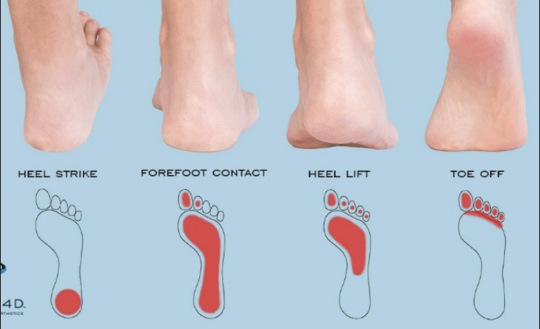 <ul><li><p>Stance – 60%, Swing – 40%</p></li><li><p>Heel strike—>forefoot contact—>heel lift—>toe off</p></li></ul><p></p>