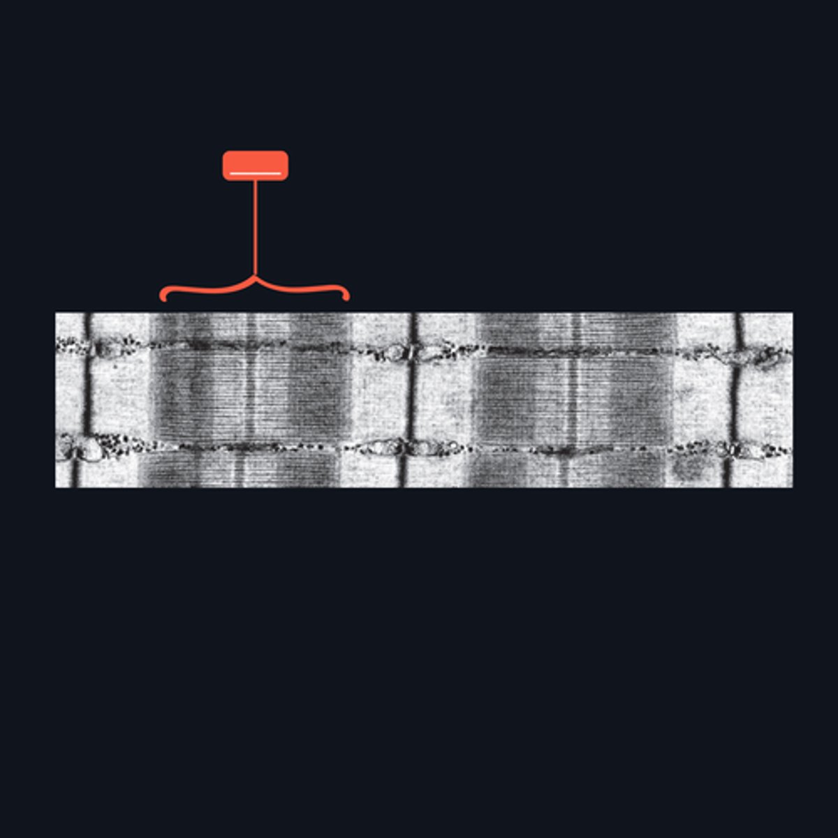 <p>Identify the structure</p>