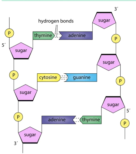 <ul><li><p><strong>Sequence of bases = code for sequence of amino acids in proteins</strong>.</p></li><li><p>Features:</p><ul><li><p><strong>Triplet code</strong> (3 bases = 1 amino acid).</p></li><li><p><strong>Universal</strong> (same in all organisms).</p></li><li><p><strong>Punctuated</strong> → start (e.g., TAC for methionine) &amp; stop codons.</p></li><li><p><strong>Redundant/degenerate</strong> → amino acids have more than one triplet.</p></li></ul></li></ul><p></p>