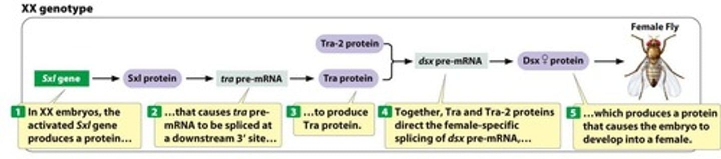 <p>It allows for the production of different proteins that influence sexual development.</p>