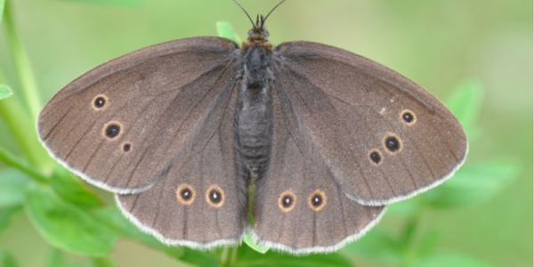 <p><em>Aphantopus hyperantus</em></p><p>Dark sooty colour</p><p>white boards on wings</p>