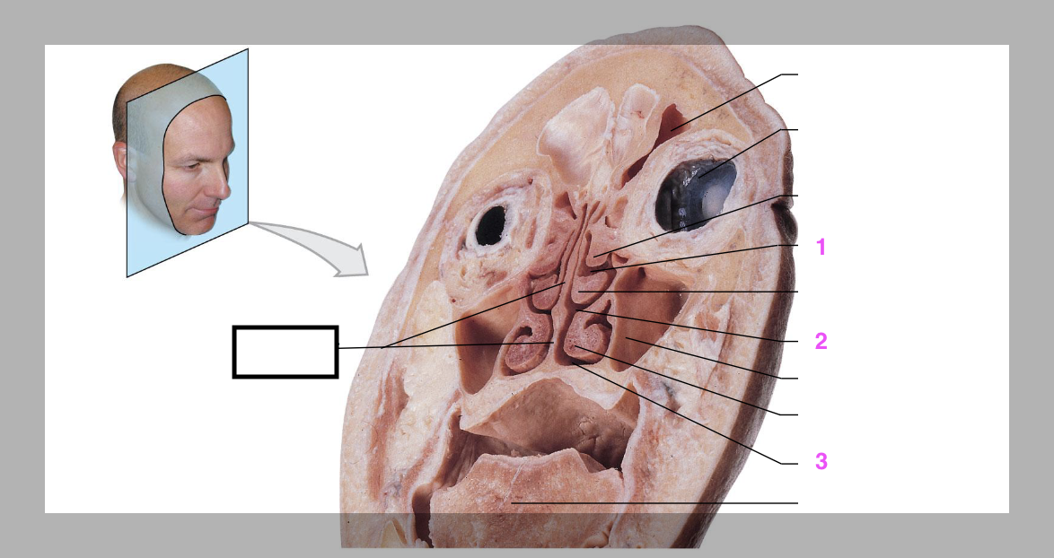 <p>tussenschot dat de neus in twee helften verdeelt. (blok)</p>