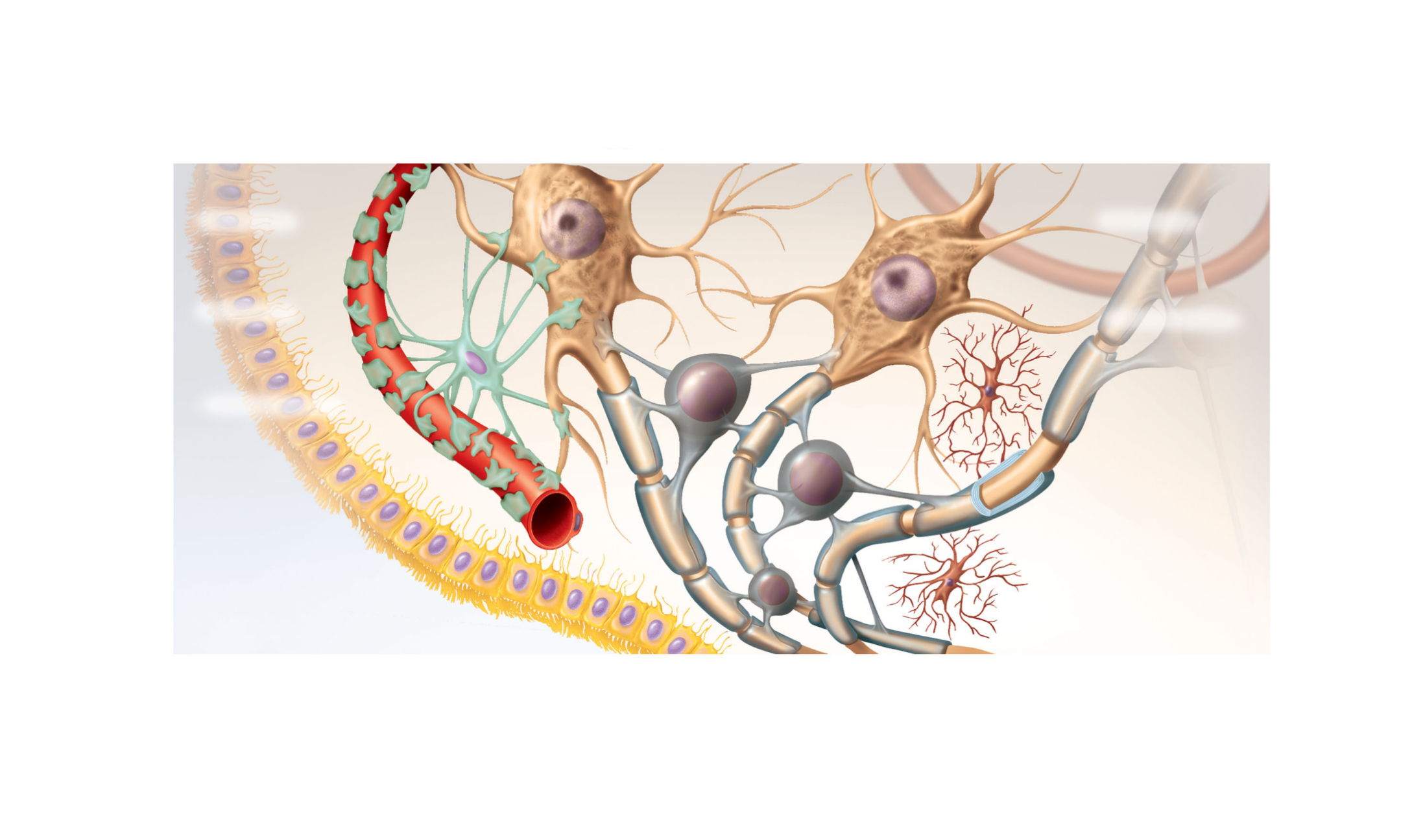 <p>what are the parts of a CNS nervous tissue?</p>
