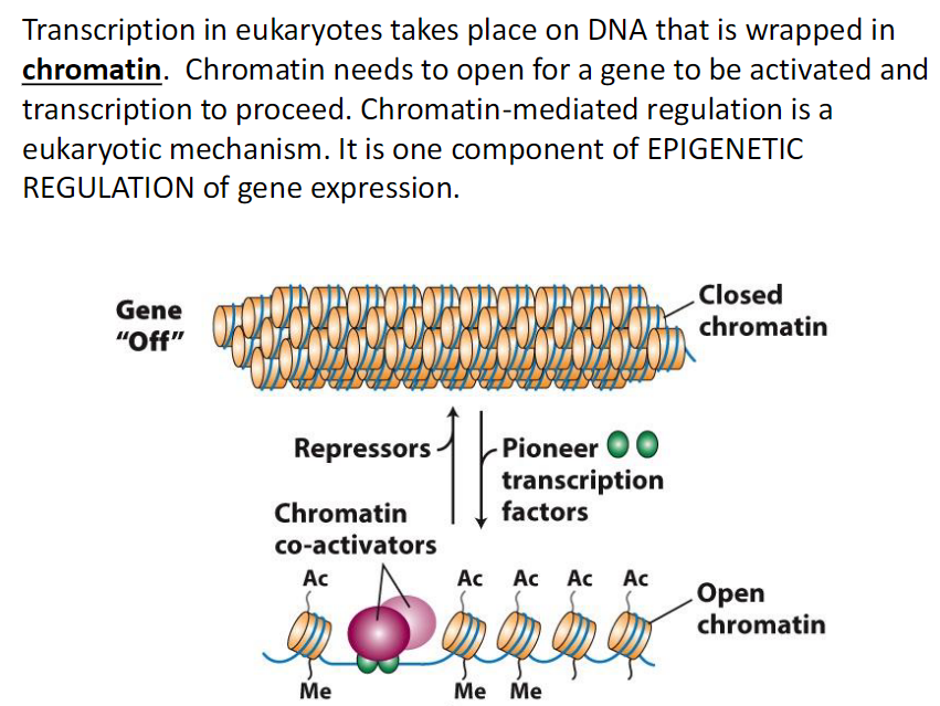 <ul><li><p><span style="background-color: transparent; font-family: "Helvetica Neue", sans-serif;"><strong><span>Chromatin Structure</span><span><br></span></strong><span>  Eukaryotic DNA is wrapped in chromatin</span><span><br></span><span>   Chromatin is DNA wrapped around proteins</span></span></p></li><li><p><span style="background-color: transparent; font-family: "Helvetica Neue", sans-serif;"><strong><span>Requirement for Transcription</span><span><br></span></strong><span>  Chromatin must open for gene activation</span><span><br></span><span>   Open chromatin allows transcription to proceed</span></span></p></li><li><p><span style="background-color: transparent; font-family: "Helvetica Neue", sans-serif;"><strong><span>Type of Regulation</span><span><br></span></strong><span>  Chromatin mediated regulation is eukaryotic specific</span><span><br></span><span>  It is part of epigenetic regulation</span><span><br></span><span>   Epigenetic regulation controls gene expression without changing DNA sequence</span></span></p></li></ul><p></p>