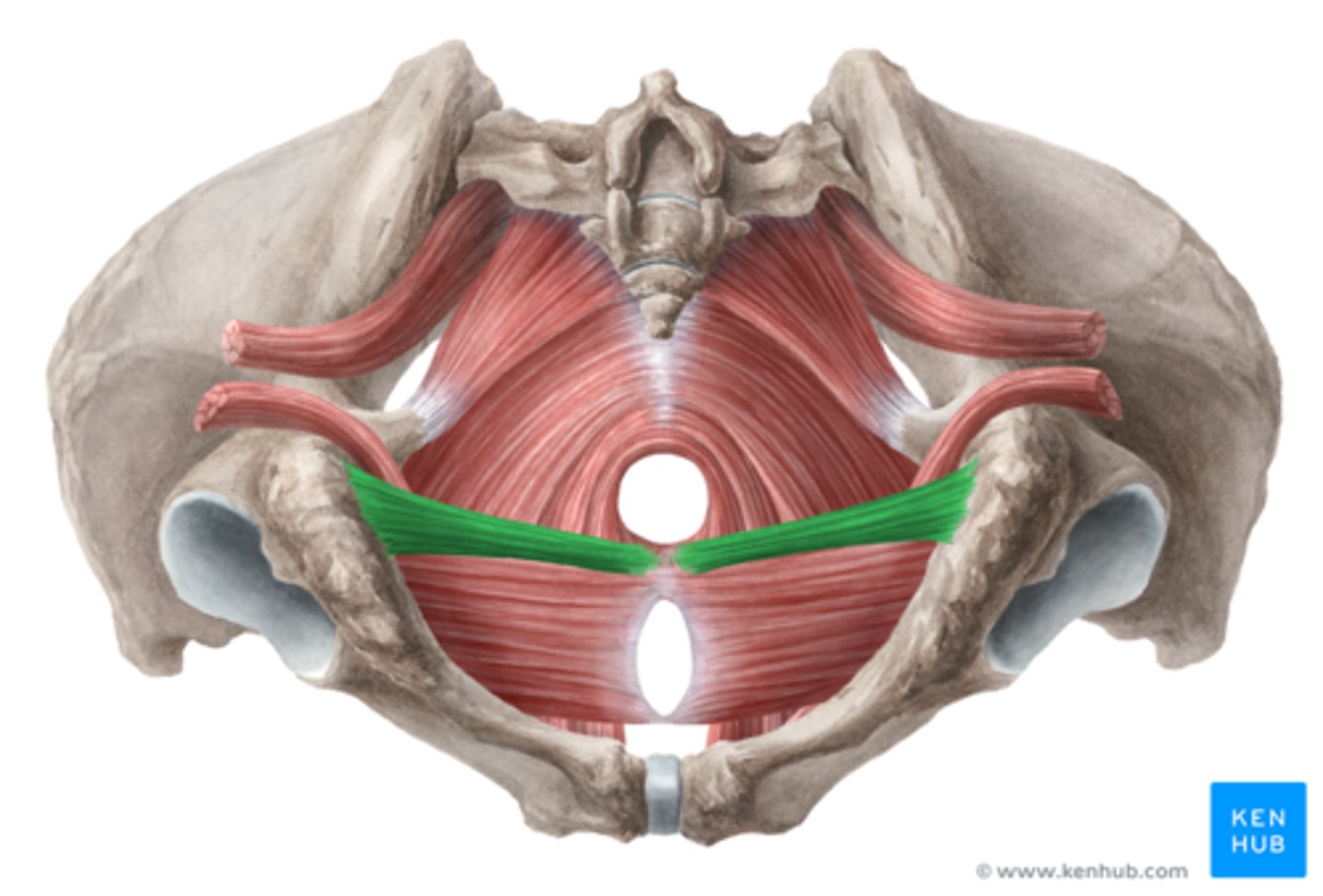 <p>Welke spier is dit?</p>