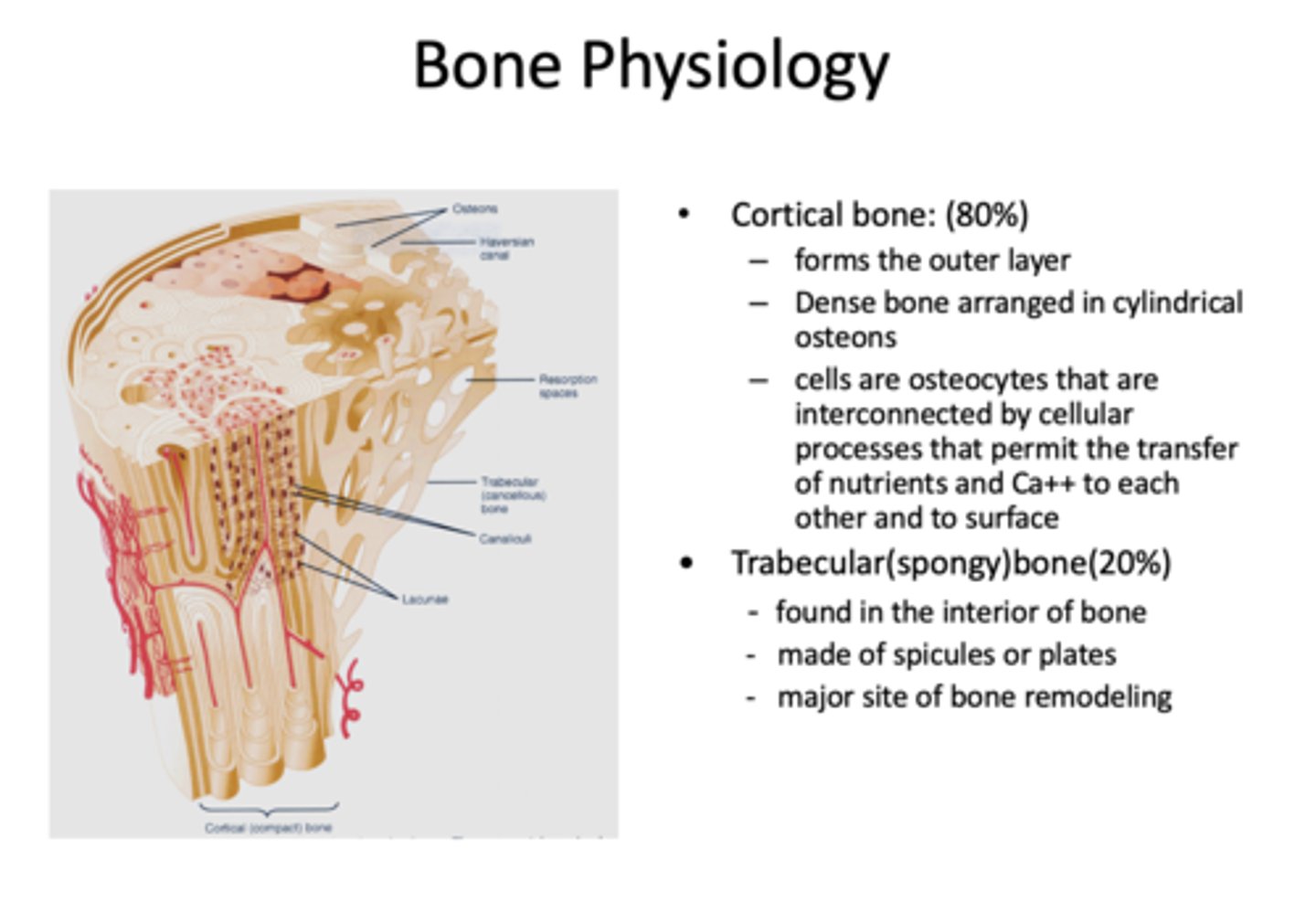 <p>osteocytes</p>