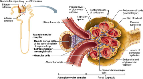 -cells of the early distal tubule- sense NaCl delivery (ion concentration)
-release vasoactive substances when there is a drop in solute levels