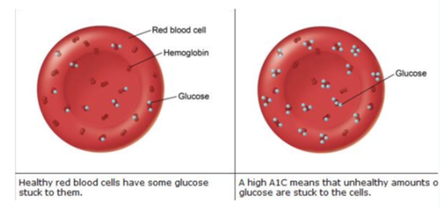 <p>glycosylated Hb. Since glycosylated Hb remains in circulation, the amount of modified Hb corresponds to long-term regulation (over 6 months of glucose levels)</p>
