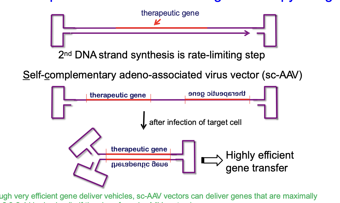 <ul><li><p>AAV normally delivers a single-stranded DNA version of the therapeutic gene</p></li><li><p>after virus infects the target cell, cell has to synthesize the 2nd DNA strand to make it double stranded before gene can be used → <strong>second strand synthesis is slow (rate limiting step)</strong></p></li><li><p>solution</p><ul><li><p><strong>self-complementary adeno-associated virus vector (sc-AAV)</strong></p></li><li><p>instead of delivering just 1 DNA strand, sc-AAV delivers both strands already connected together → once inside the cell, the 2 strands fold and bind to form double stranded DNA quickly → allows the therapeutic gnee to start working faster and more efficiently</p></li><li><p>although very efficient gene deliver vehicles, sc-AAV vectors can deliver genes that are maximally only <strong>~2.3-2.4 kbp</strong> in size (half the size of regular AAV vectors)</p></li></ul></li></ul><p></p>