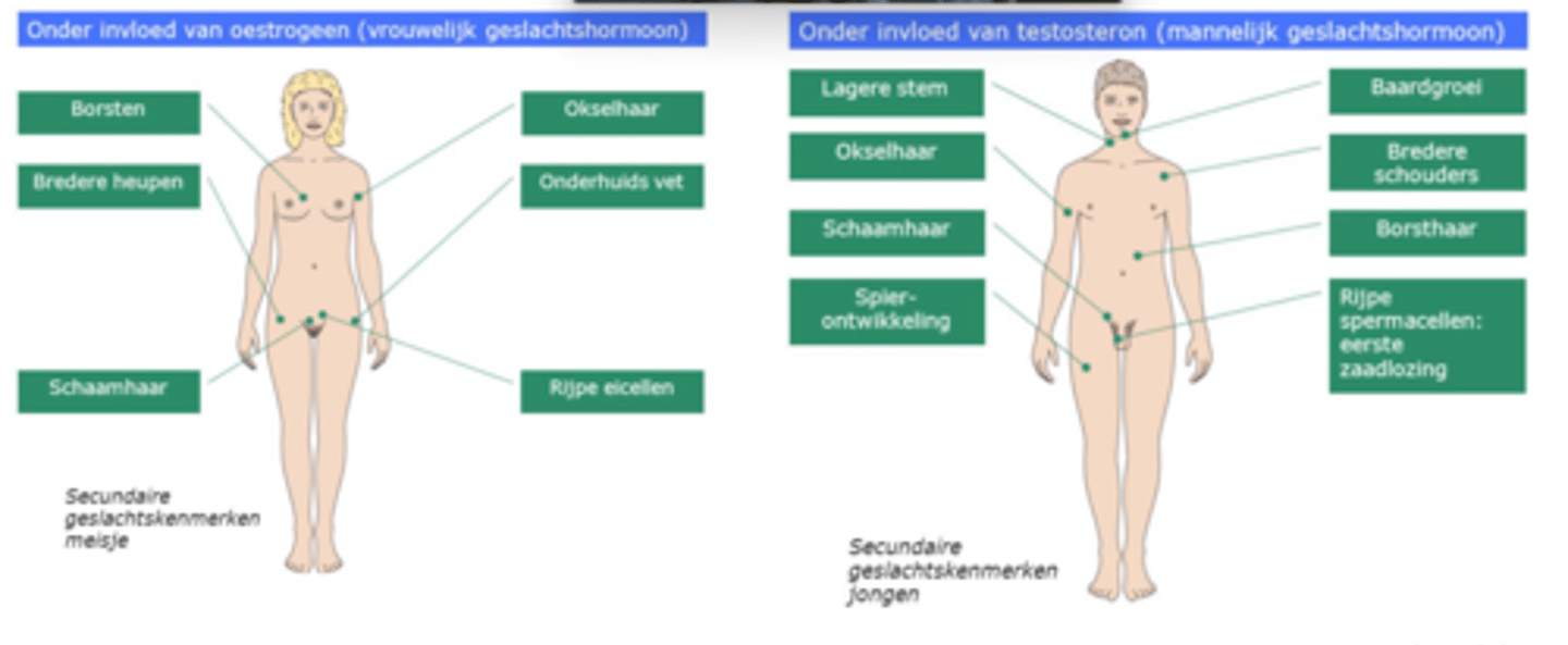 <p>geslachtskenmerk dat in de puberteit ontstaat</p>