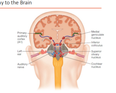Cochlea output = auditory nerve
- 3 (pre-thalamus) nuclei
1. cochlear nucleus
2. Superior Olivary Complex
3. Inferior Colliculus
4. must processing occurs at these basic levels (much more so than in vision)
c) Medial Geniculate Nucleus (of thalamus)
d) projected to Primary Auditory Cortex (in temporal lobe)