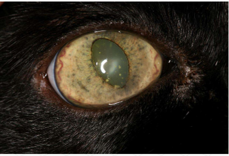 <p>what is this?</p>