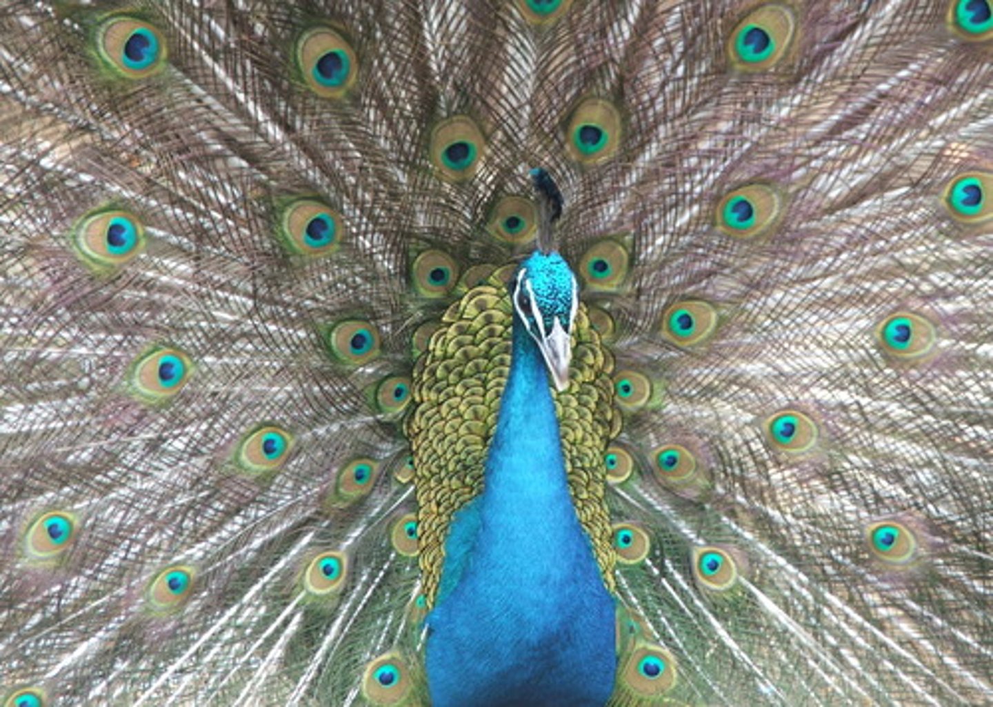 <p>Конкуренція</p>