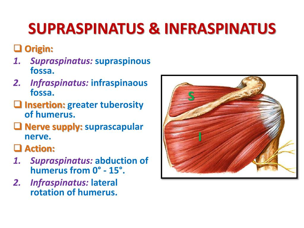 <p>Superior trunk of the brachial plexus gives off n. suprascapularis and nerve to the subclavius.</p><p>A. Yes</p><p>B. No</p>