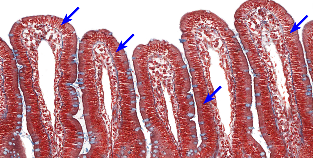 <p>cell type</p>