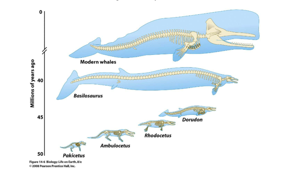 Whales have evolved from four-legged land dwellers, to aquatic swimmers with shrunken hind legs.