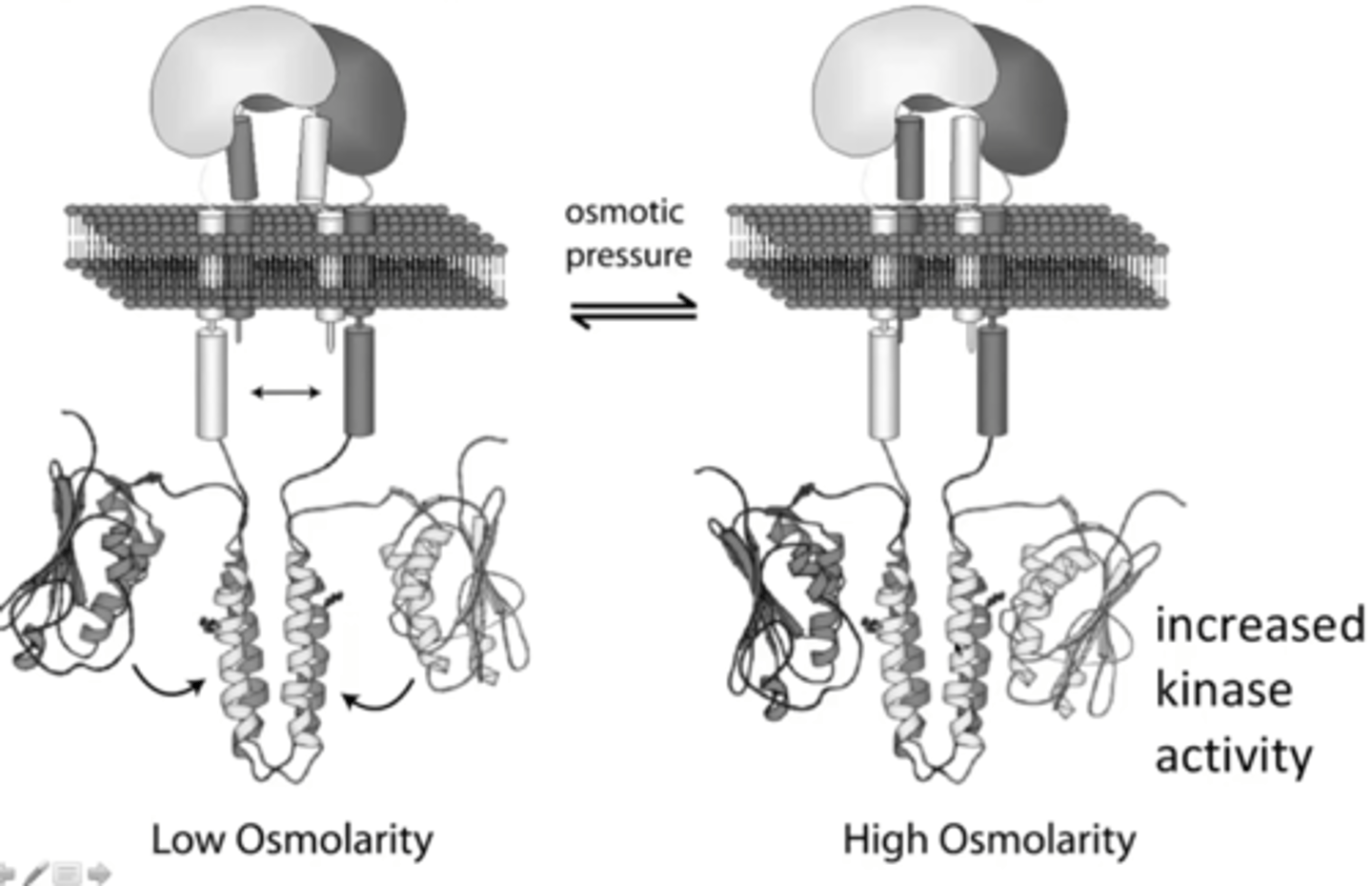 <p>Under high osmolarity conditions, the shrinking of the cell membrane causes a conformational change in EnvZ, and it autophosphorylates</p>
