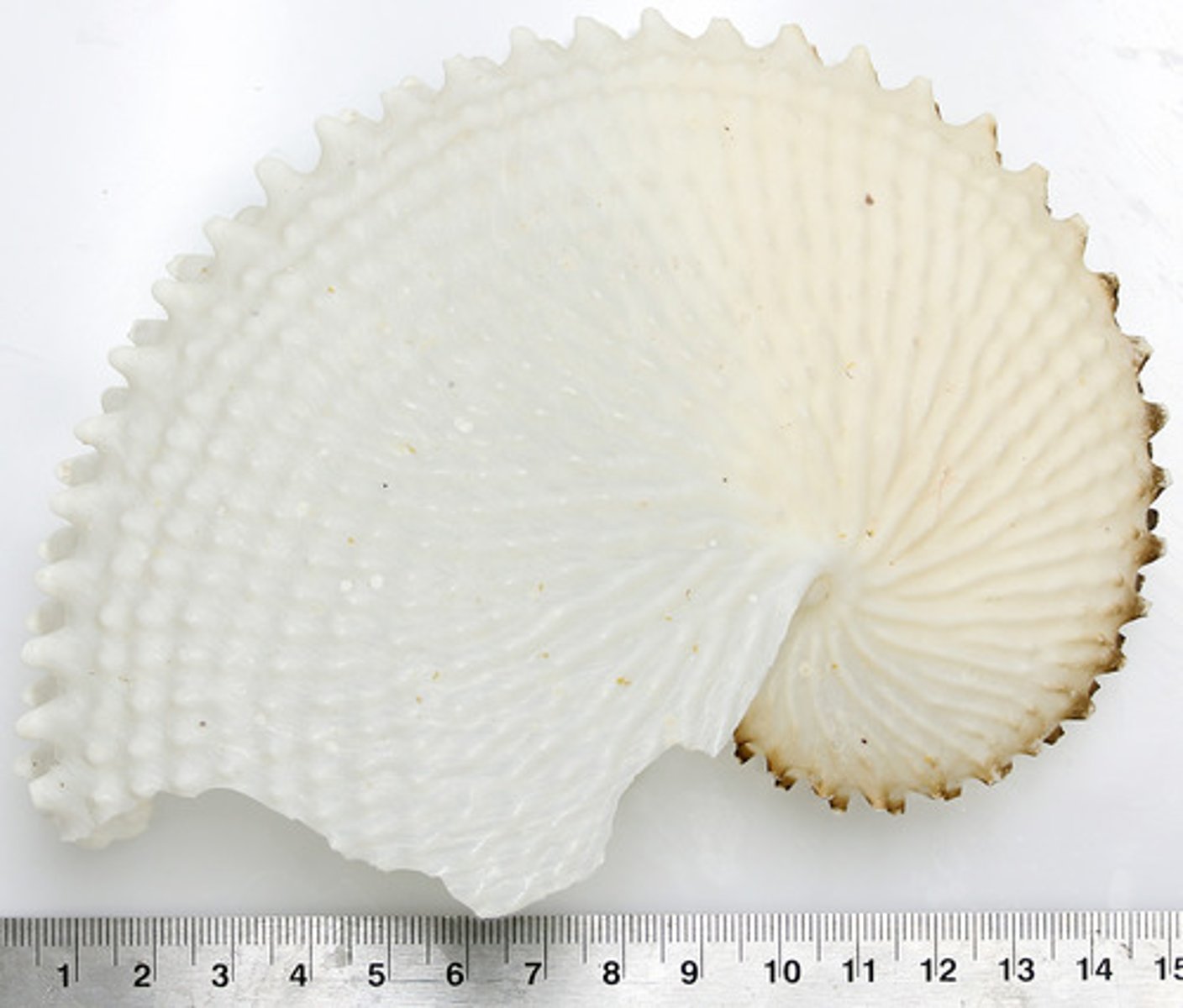 <p>paper nautilus</p>