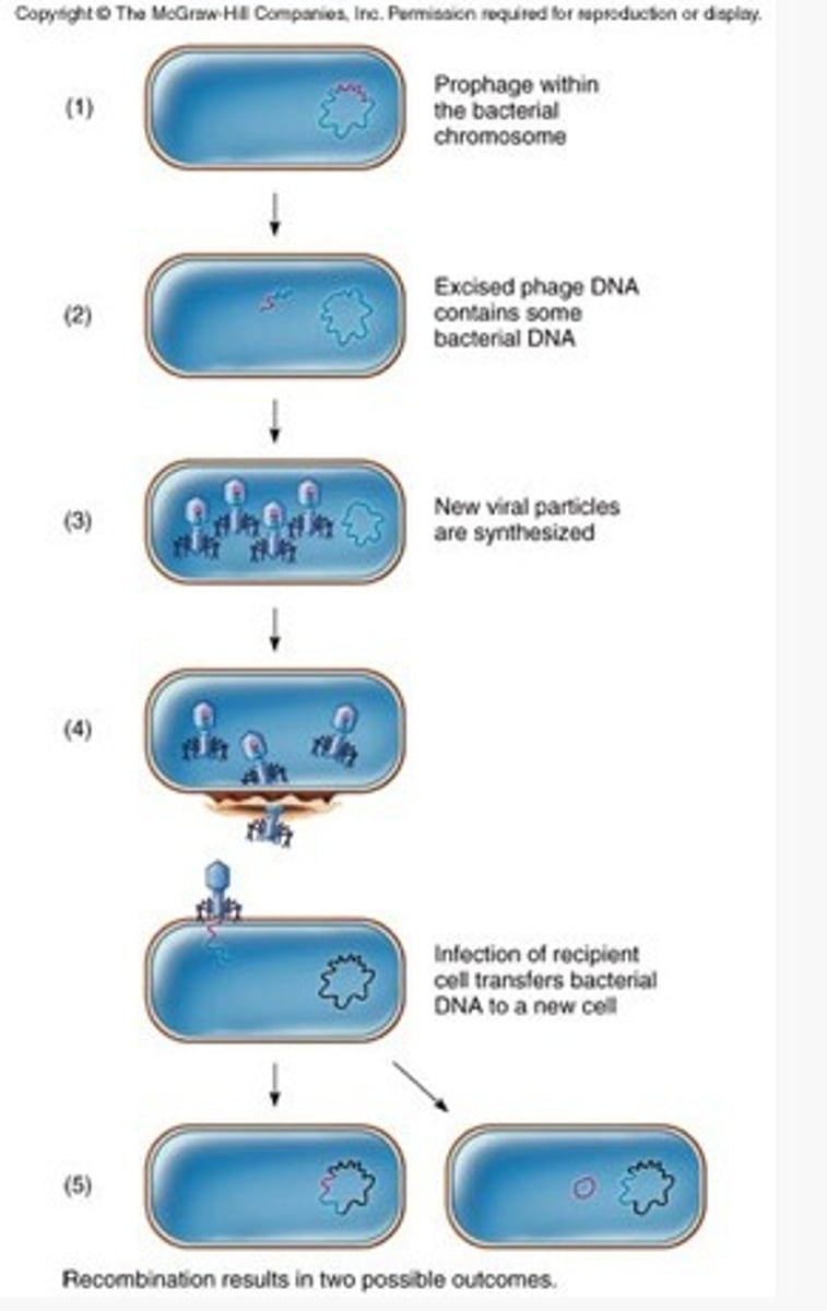 <p>type of transduction where DNA from a specific region of host genome is integrated directly into the viral genome. can be high efficiency.</p>