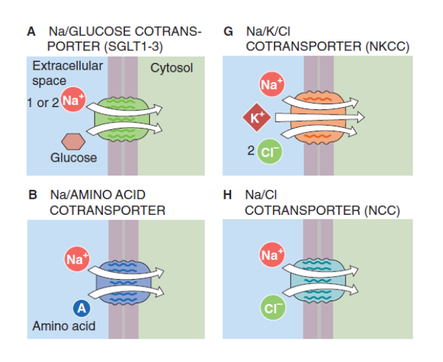 <ul><li><p>secondary active transporters</p></li><li><p>membrane proteins that transport two molecules in the same direction</p></li><li><p>the concentration gradient of one acts as a driving force of another molecule such as glucose and amino acids</p></li><li><p>e.g. Na/glucose cotransporter (SGLT1- 3) transport glucose into the cell using the concentration gradient of Na+ ions</p></li></ul><p></p>