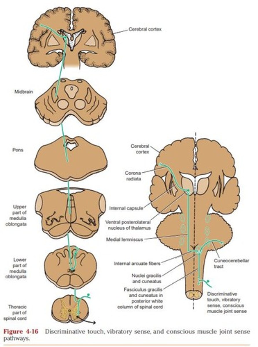 <p>Discriminative touch and vibration.</p>