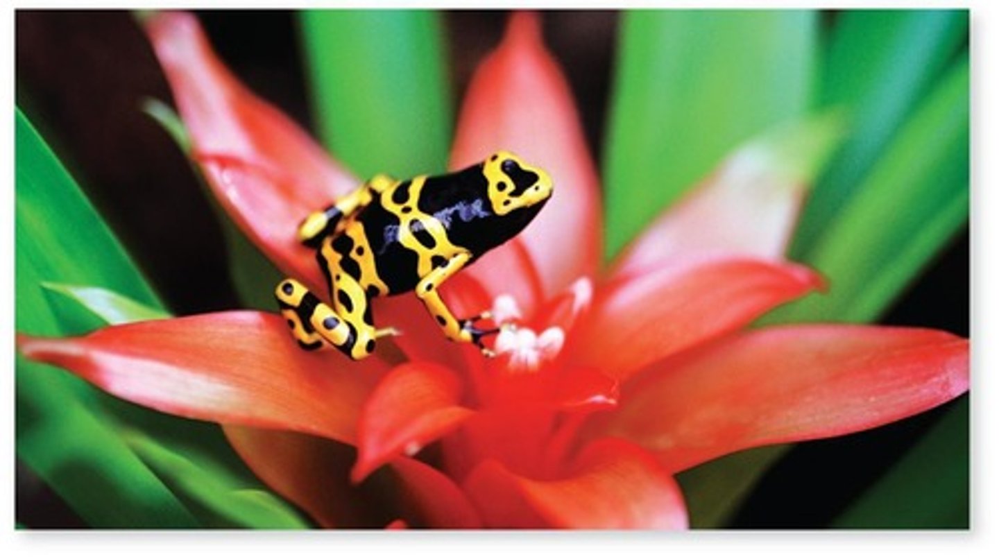 <p>When a palatable mimic resembles an unpalatable model to avoid predation.</p>