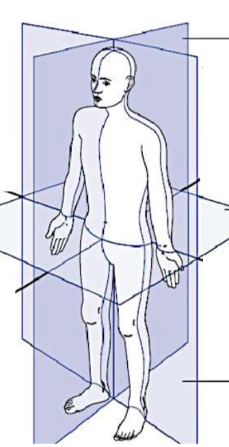 <p>Three anatomical planes of reference </p>