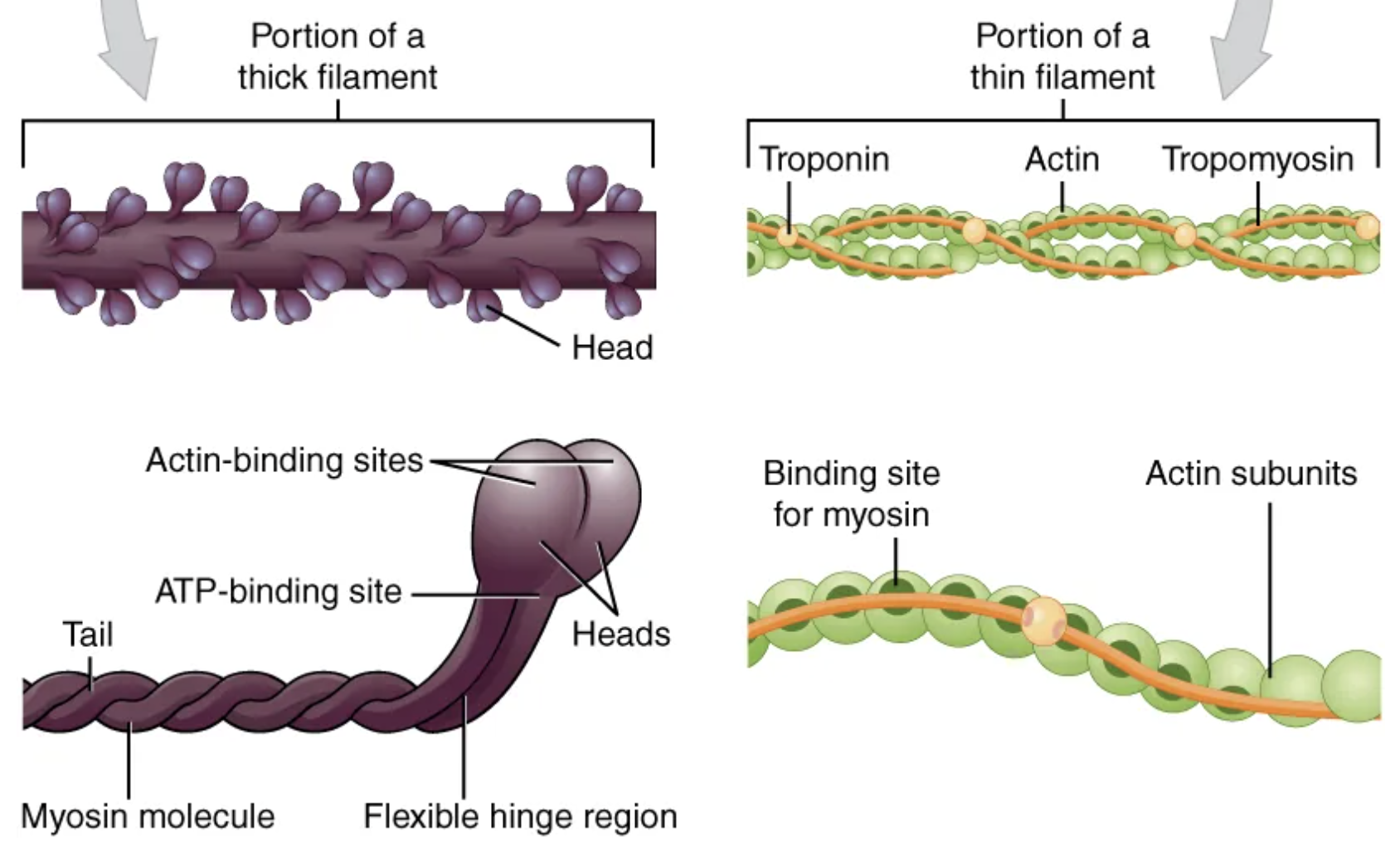<p>troponin and tropomyosin</p>