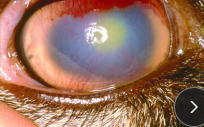 <p><span>Keratoconjuctivitis (pink eye)</span></p>