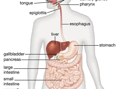 digestive system