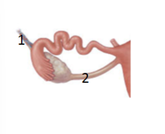 <p>What is 2?</p>