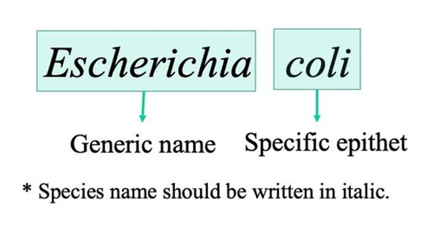 <p>A system for naming species consisting of two words: the genus (capitalized) and the specific epithet (lowercase).</p>