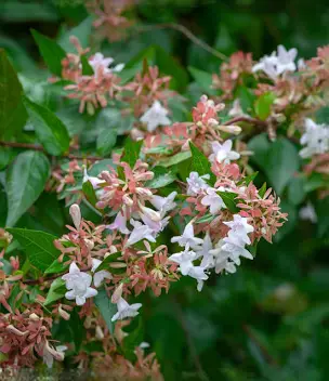 <p>Abelia x grandiflora</p><p>Medium -sized semi-evergreen shrub to 3m, with arching branches, bearing small, glossy oval leaves and clusters of pale pink, slightly fragrant flowers over a long period from mid-summer</p>