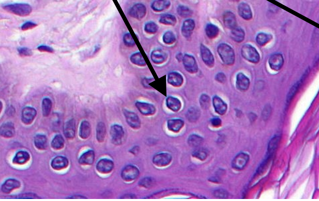 <p>wat wordt er getoond?</p>