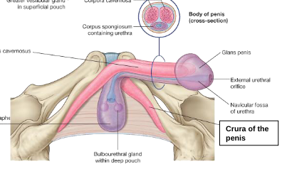 <p>crura of the penis</p>