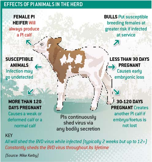 <p><strong>Bovine viral diarrhea:</strong></p><ul><li><p><strong>caused </strong>by: BVD virus (BVDV-1 &amp; BVDV-2)</p><ul><li><p>Genus Pestivirus (Flaviviridae - fam.)</p></li></ul></li><li><p><strong>Species</strong>: cattle, all ages</p></li><li><p><strong>Transmission</strong>: Persistently infected (PI) animals = main reservoir. Virus shed in saliva, urine, feces, milk, semen. Direct contact, nose-to-nose, vertical (Transplacental)</p></li><li><p>Epidemiology: endemic worldwide, maintained by PI animals, highly immunosuppressive</p></li><li><p>CS: Infection results in a wide variety of CS due to its immunosuppresive effects. Has direct effect on respiratory + fertility, can also lead to persistently infected fetus</p><ul><li><p><strong>Acute form</strong>: Fever, depression, diarrhea, dyspnea, decr. milk, thrombocytopenia, lymphopenia</p></li><li><p><strong>Intrauterine infection</strong>: abortions, stillbirth, congenital abnormalities (growth retardation, skeletal, CNS issues)</p><ul><li><p>Infection during gestation outcome depends on gestational age: early (embryo death), mid (congenital defects), later pregnancy (PI calf)</p></li></ul></li><li><p><strong>Persistent infection</strong>: infected early in utero, infected before immune system is developed → does not recognize virus as foreign → no Ab → carriers + sheds virus for life, often appear normal or stunted (growth retardation), high risk of sec. diseases (mucosal disease later)</p></li><li><p><strong>Mucosal disease: </strong>Profuse diarrhea, weight loss, anorexia, abd. pain, mouth erosions, hypersalivation + lacrimation - most typical signs in this form!, rapid + fatal.</p></li></ul></li></ul><ul><li><p><strong>Pathogenesis</strong>: Direct contact, aerosol → primary infection of upper resp. system → virus infect leukocytes → viremia, Leukopenia → immunosuppression → secondary infections common</p></li><li><p><strong>Diagnosis</strong>: PCR - for viral RNA in blood, serum or nasal swabs virus isolation - reference method, IF, PI animals are seronegative</p></li><li><p><strong>Treatment/prevention:</strong> no treatment, Vaccination, test and remove positive animals, good biosecurity</p></li></ul><p></p>